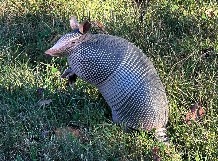 Nine-banded Armadillo